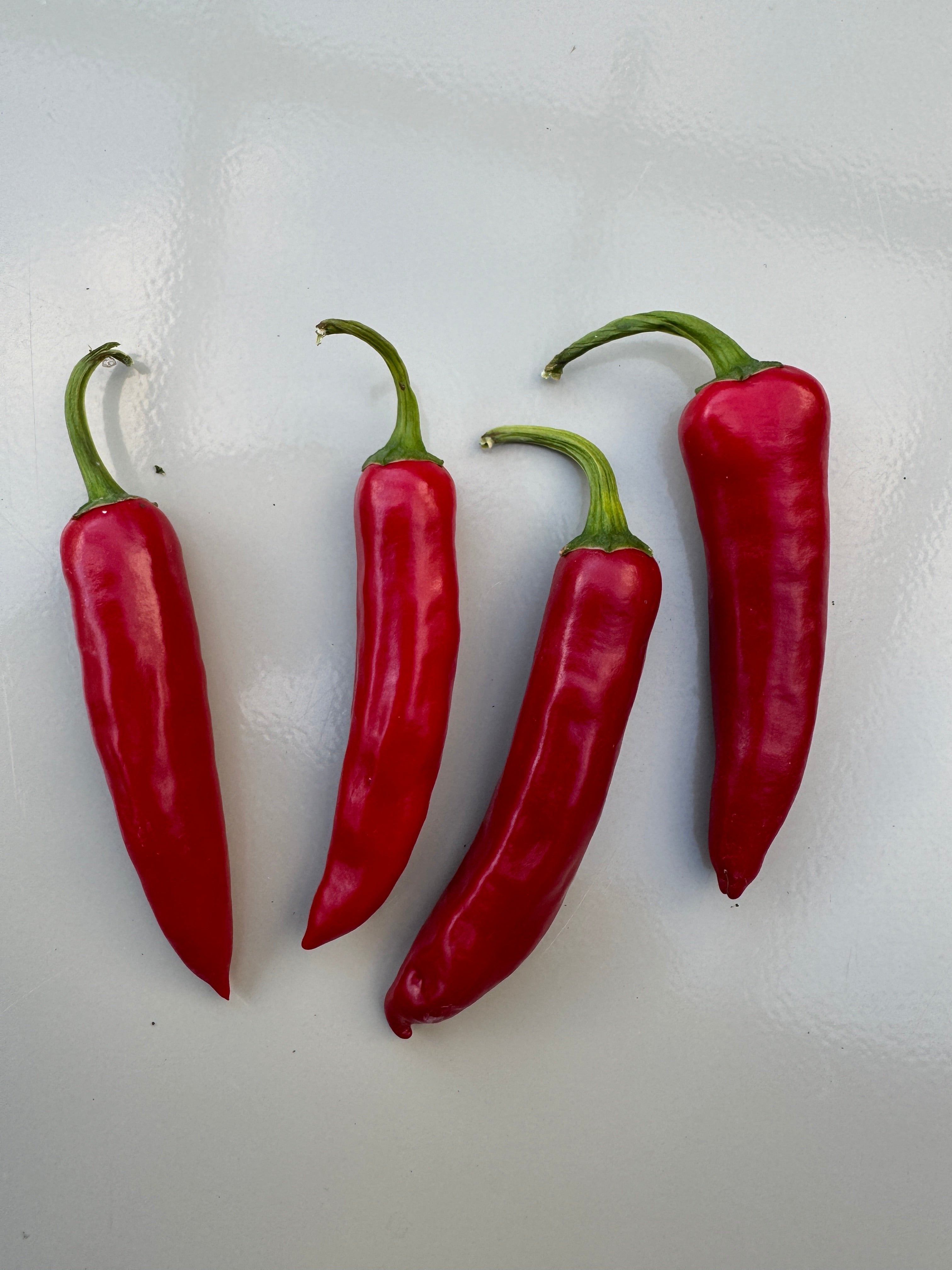 Fresh Bangalore Torpedo chillies, vibrant red, showcasing their distinctive long and slender shape.