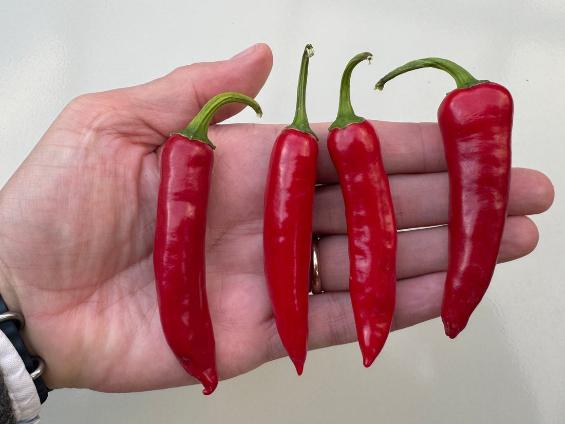 Hand holding four vibrant red Bangalore Torpedo chillies showcasing their distinctive shape and color.