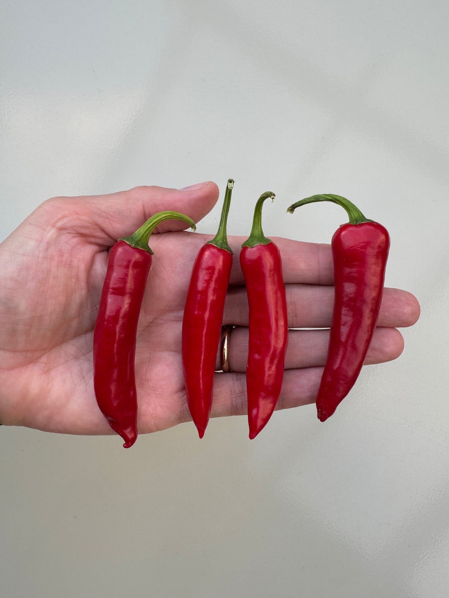 Hand holding four vibrant red Bangalore Torpedo chillies, showcasing their long, slender shape and vibrant color.