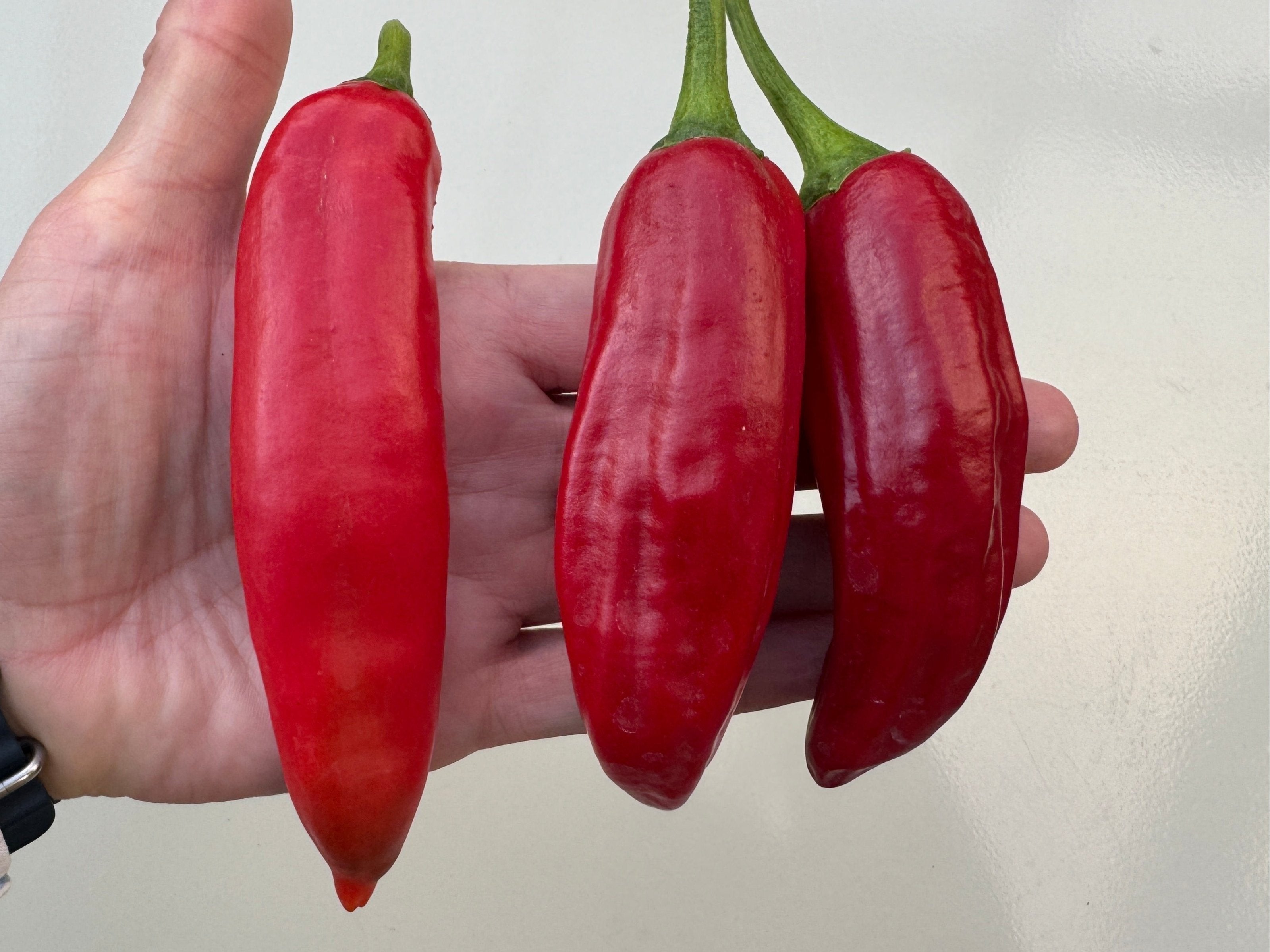 Three ripe, red Anaheim chilli peppers held in hand, showcasing their large, mild pods and robust skin.