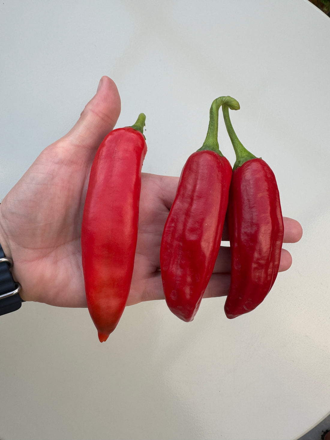 Red Anaheim Chilli Peppers in Hand, Known for Mild Flavor and Excellent Stuffing Qualities