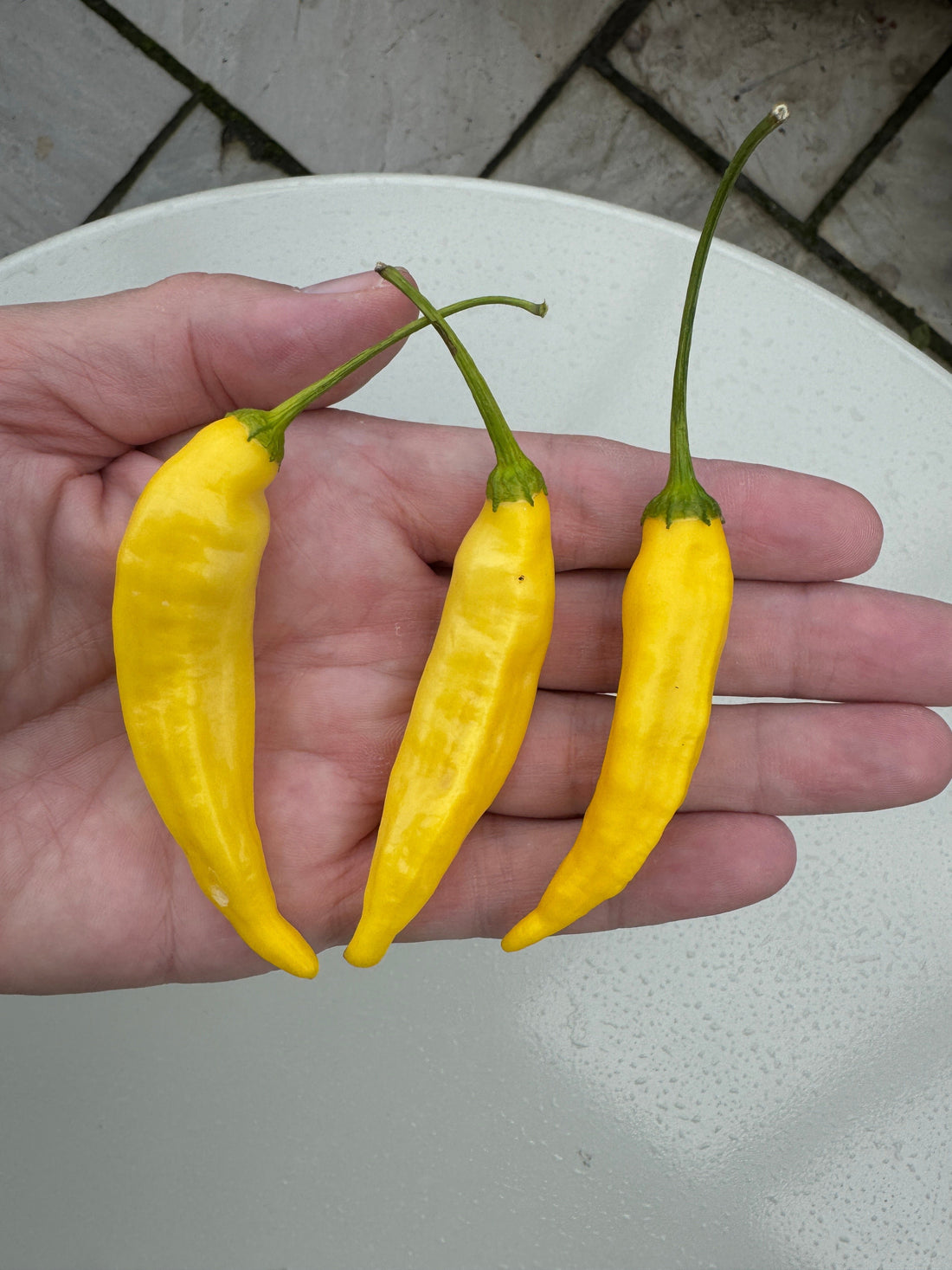 Hand holding three vibrant yellow Aji Lemon Drop chillies with a citrus flavour, ideal for seafood and Thai dishes.