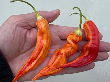 Hand holding vibrant Sugar Rush Peach Stripey Chilli peppers in varying shapes and colors, showcasing their unique appearance.