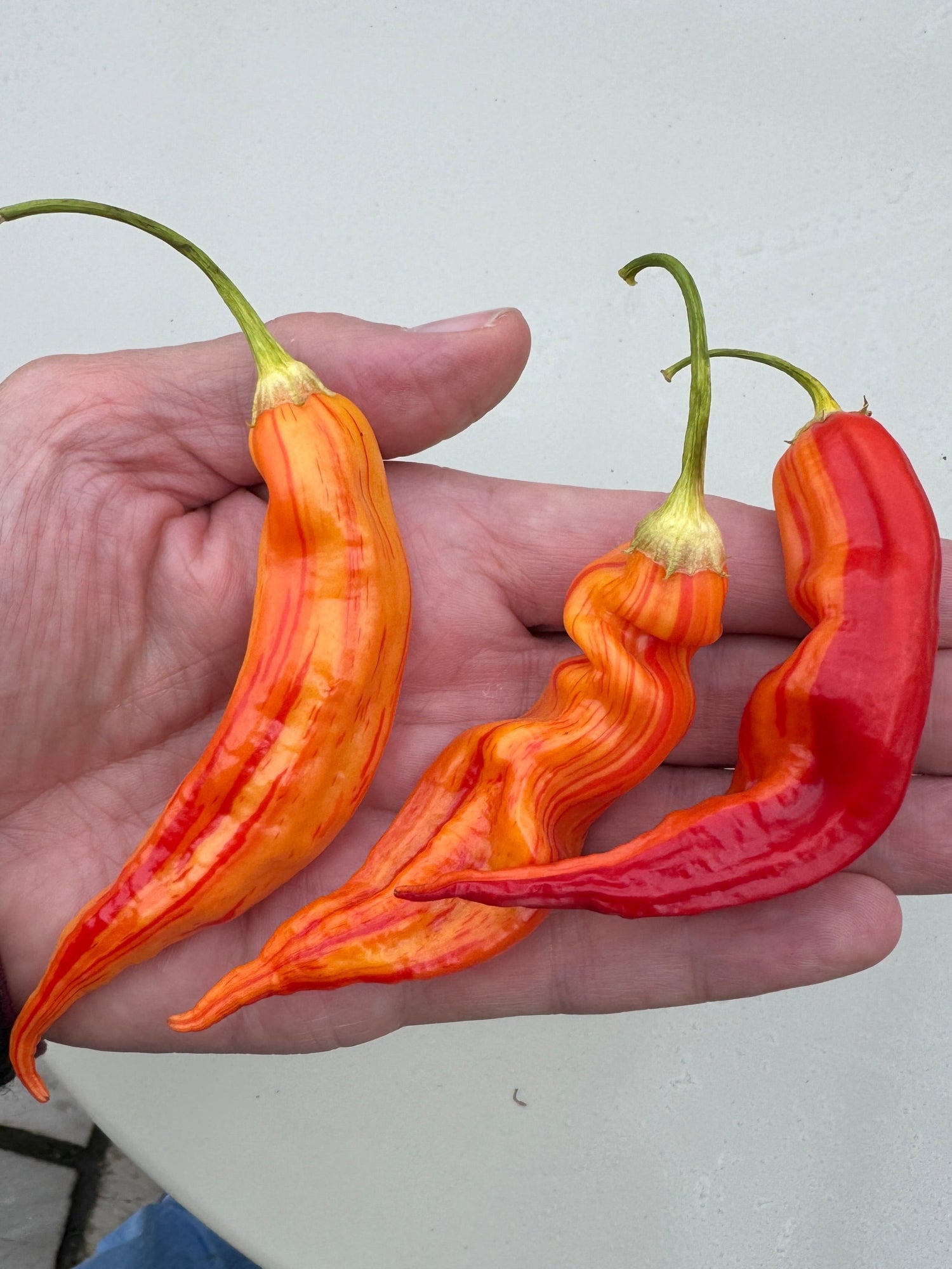 Vibrant Sugar Rush Peach Stripey Chilli peppers in hand, showcasing their unique shapes and rich colors.