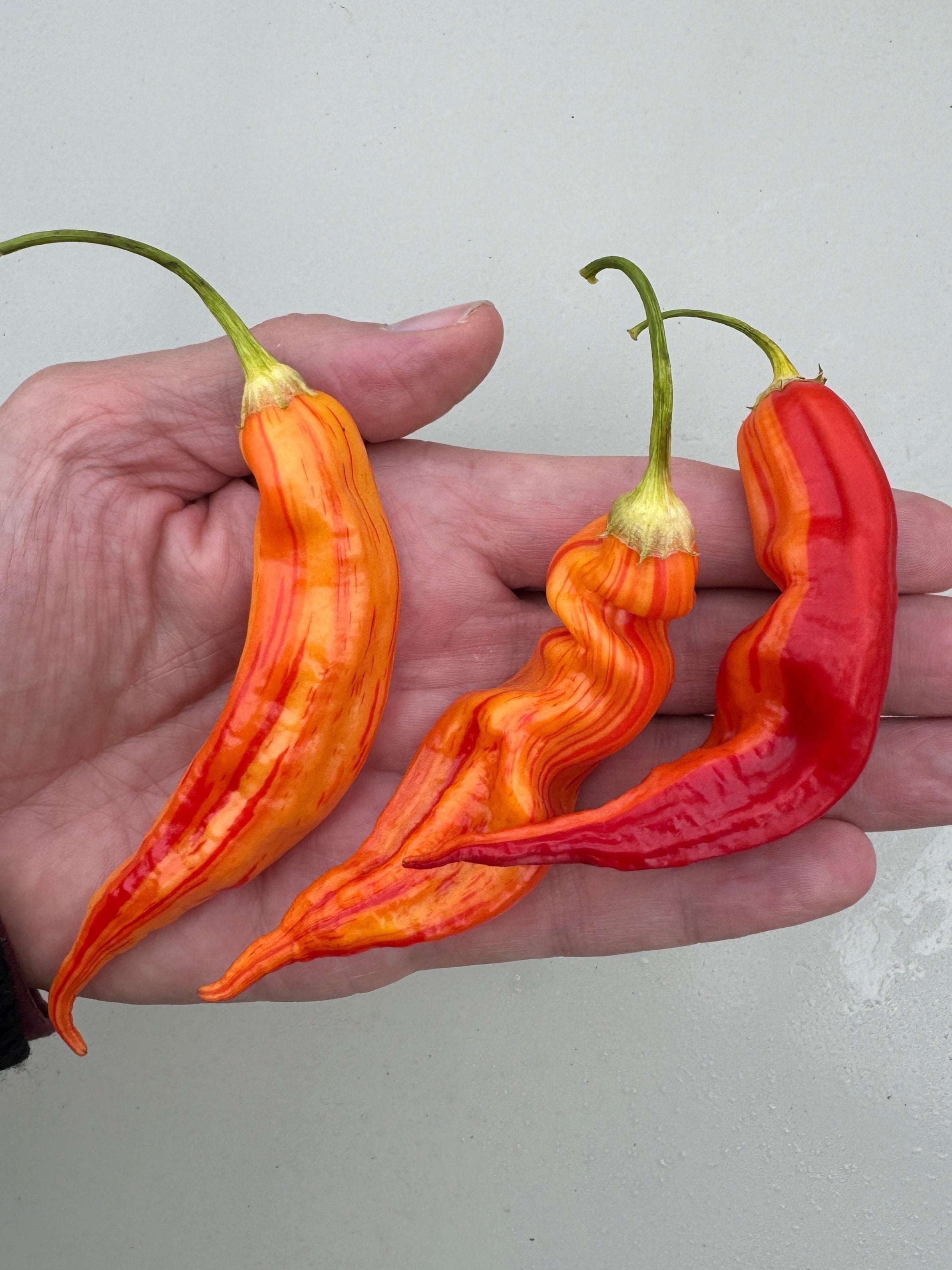 Hand holding three vibrant Sugar Rush Peach Stripey chillies in orange and red hues, showcasing unique shapes and sizes.