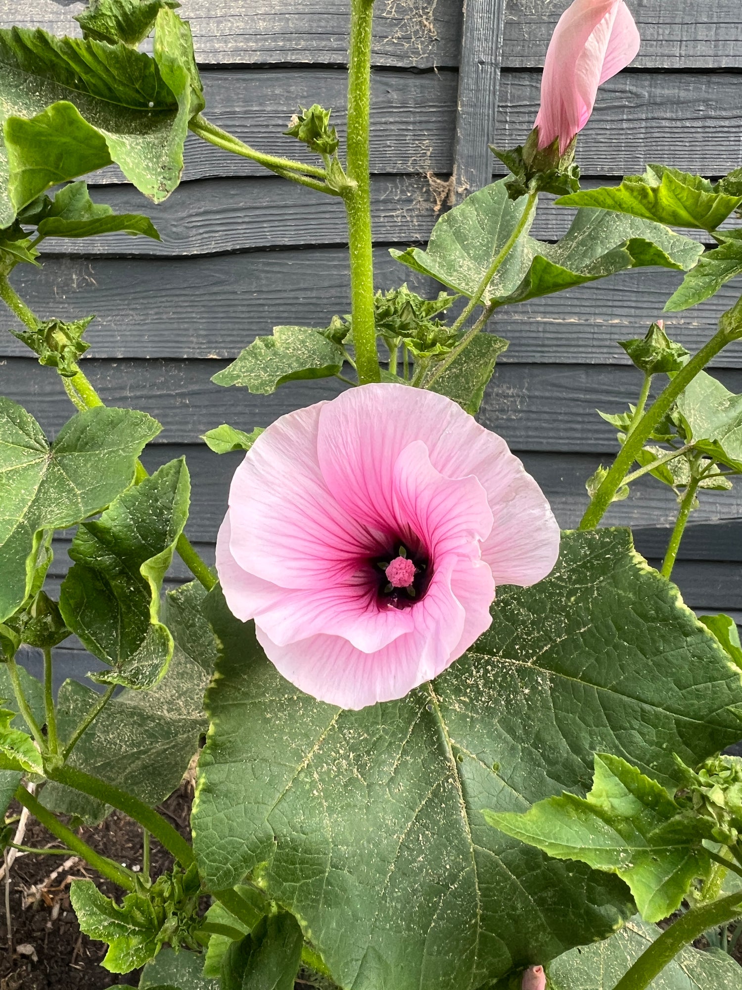 Delicate pink Lavatera flower with darker veining, surrounded by green leaves, thriving in a garden setting.