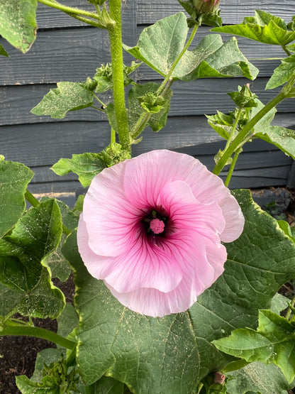 Stunning Lavatera Dwarf Pink Blush flower showcasing delicate pink petals with darker veining in a garden setting.