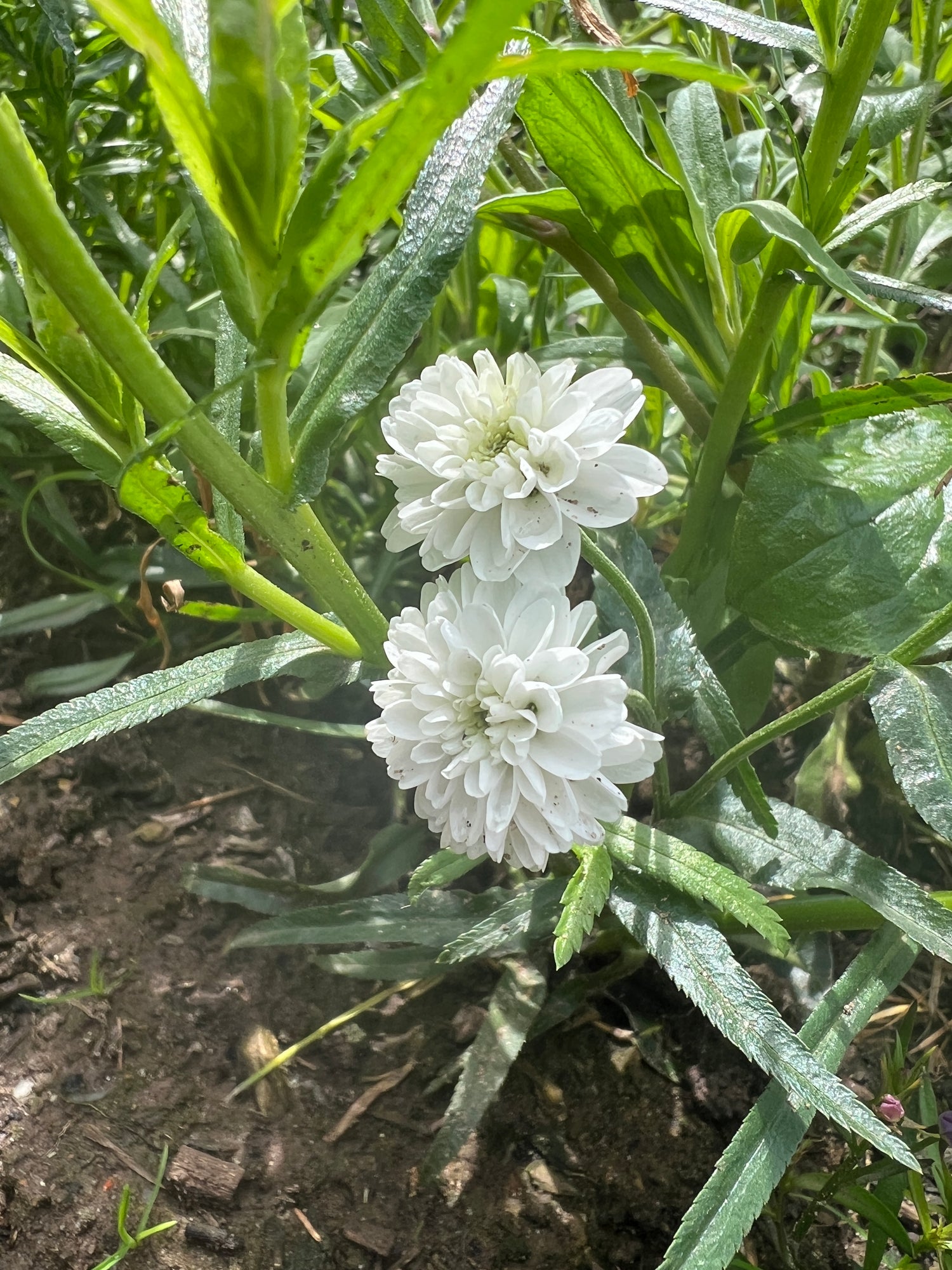 Achillea ptarmica Marshmallow