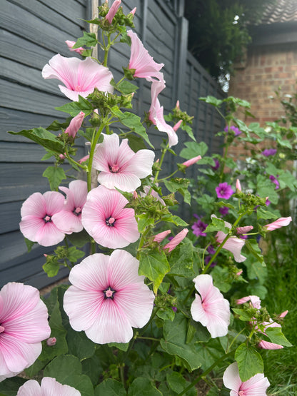 Beautiful Lavatera Dwarf Pink Blush flowers with delicate pink petals and darker veining, blooming in a vibrant garden setting.