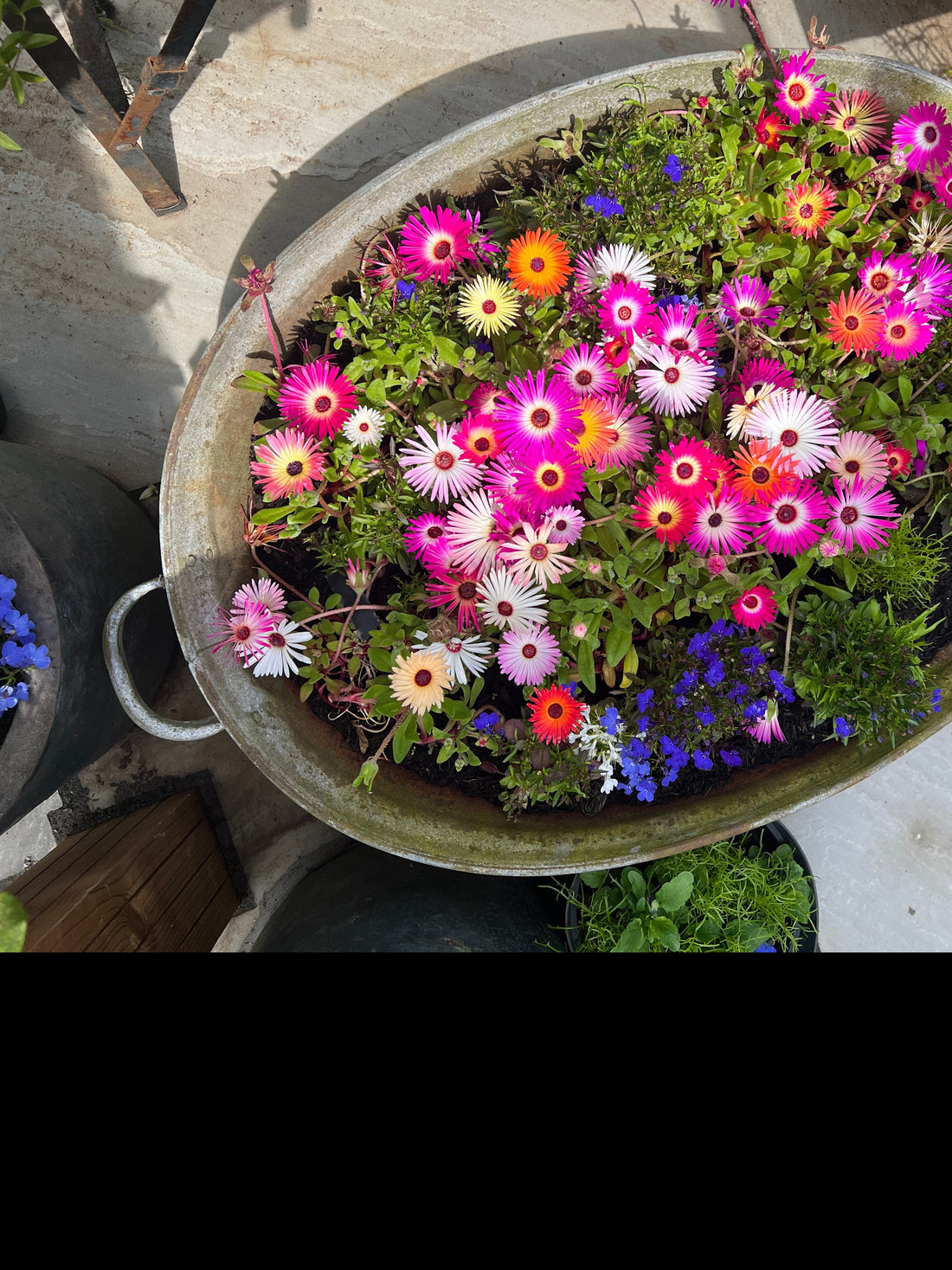 Mesembryanthemum Harlequin