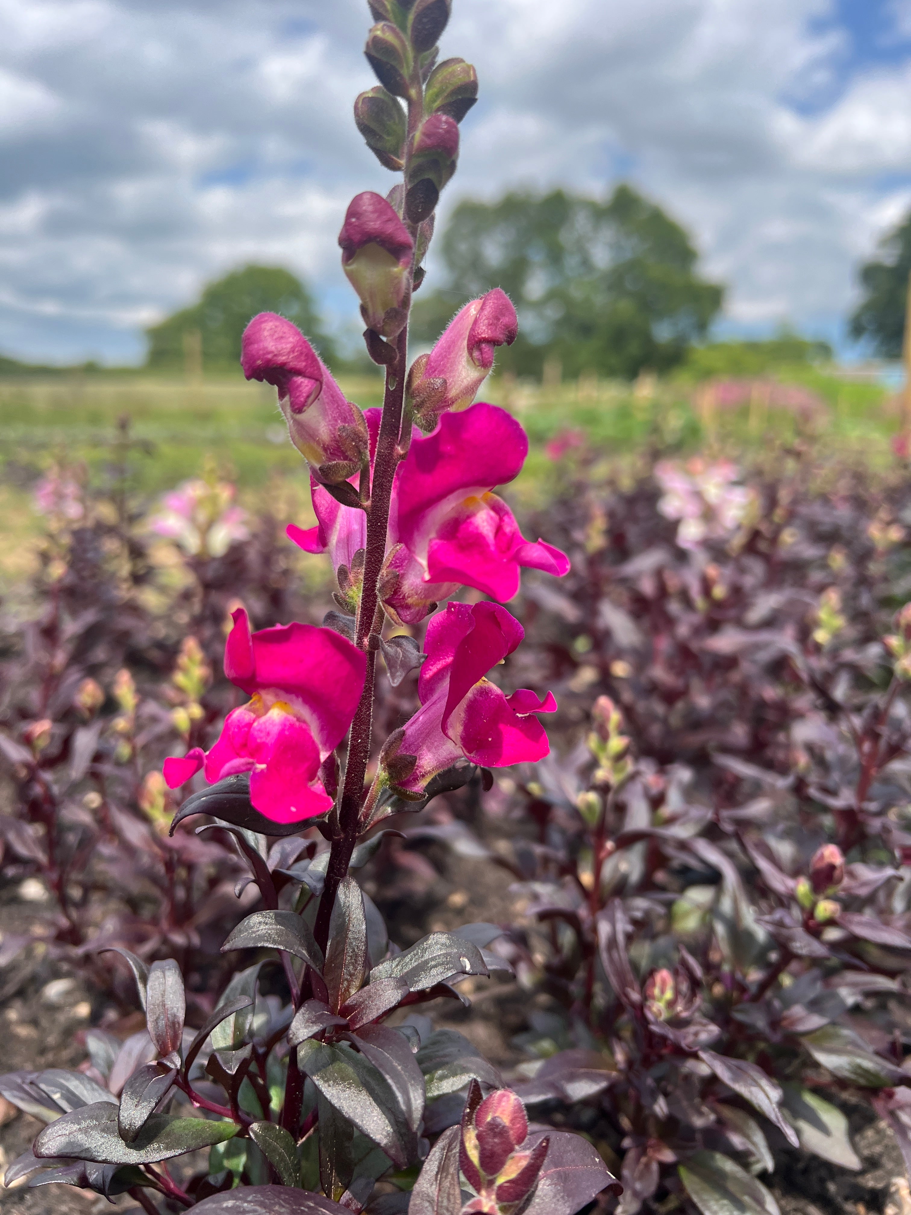 Antirrhinum Twilight Mixed