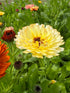 Beautiful yellow calendula flower with creamy petals and brown center, surrounded by green leaves and colorful blooms.