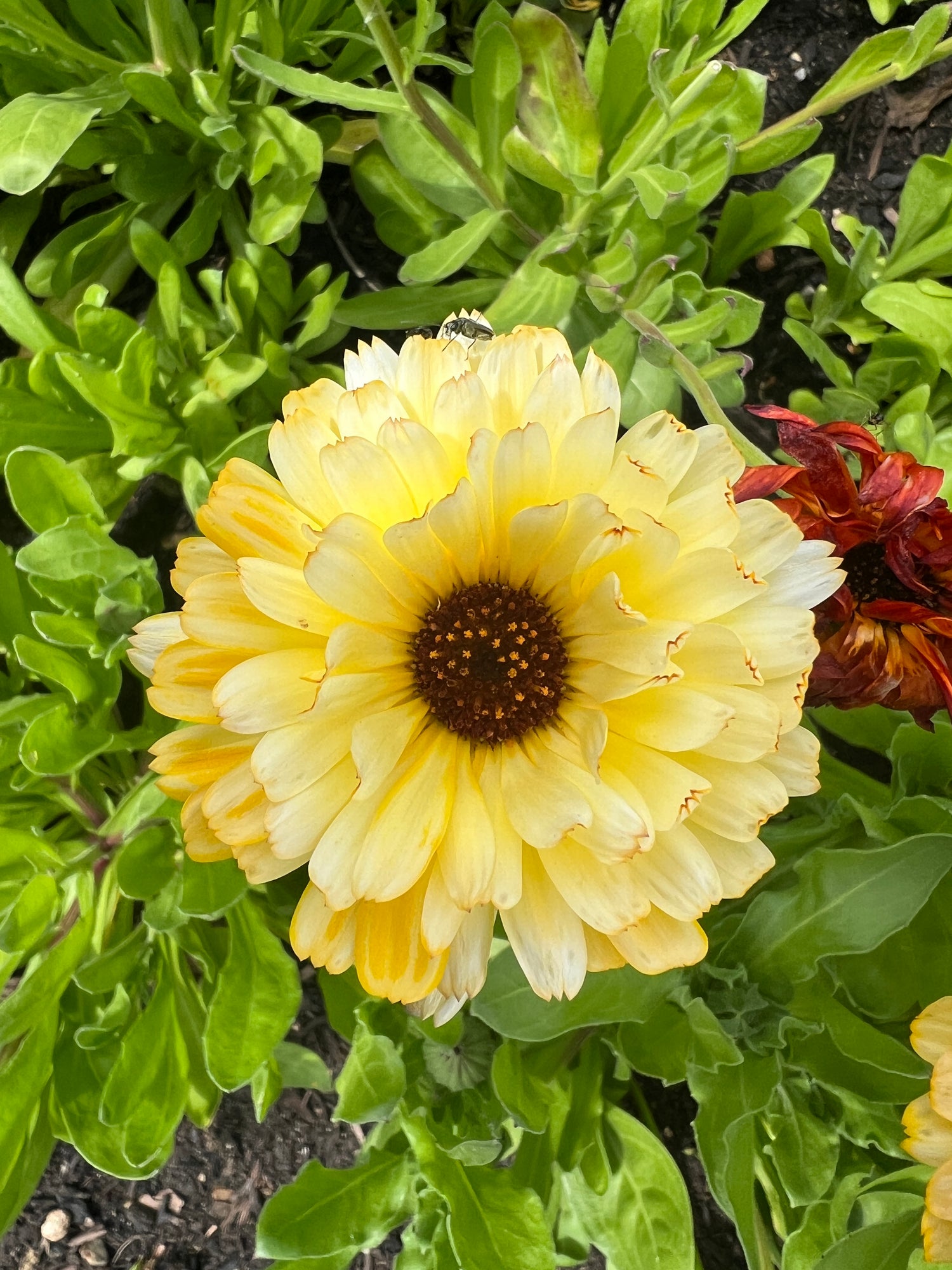 Beautiful yellow calendula flower with creamy petals and a brown center surrounded by lush green foliage.