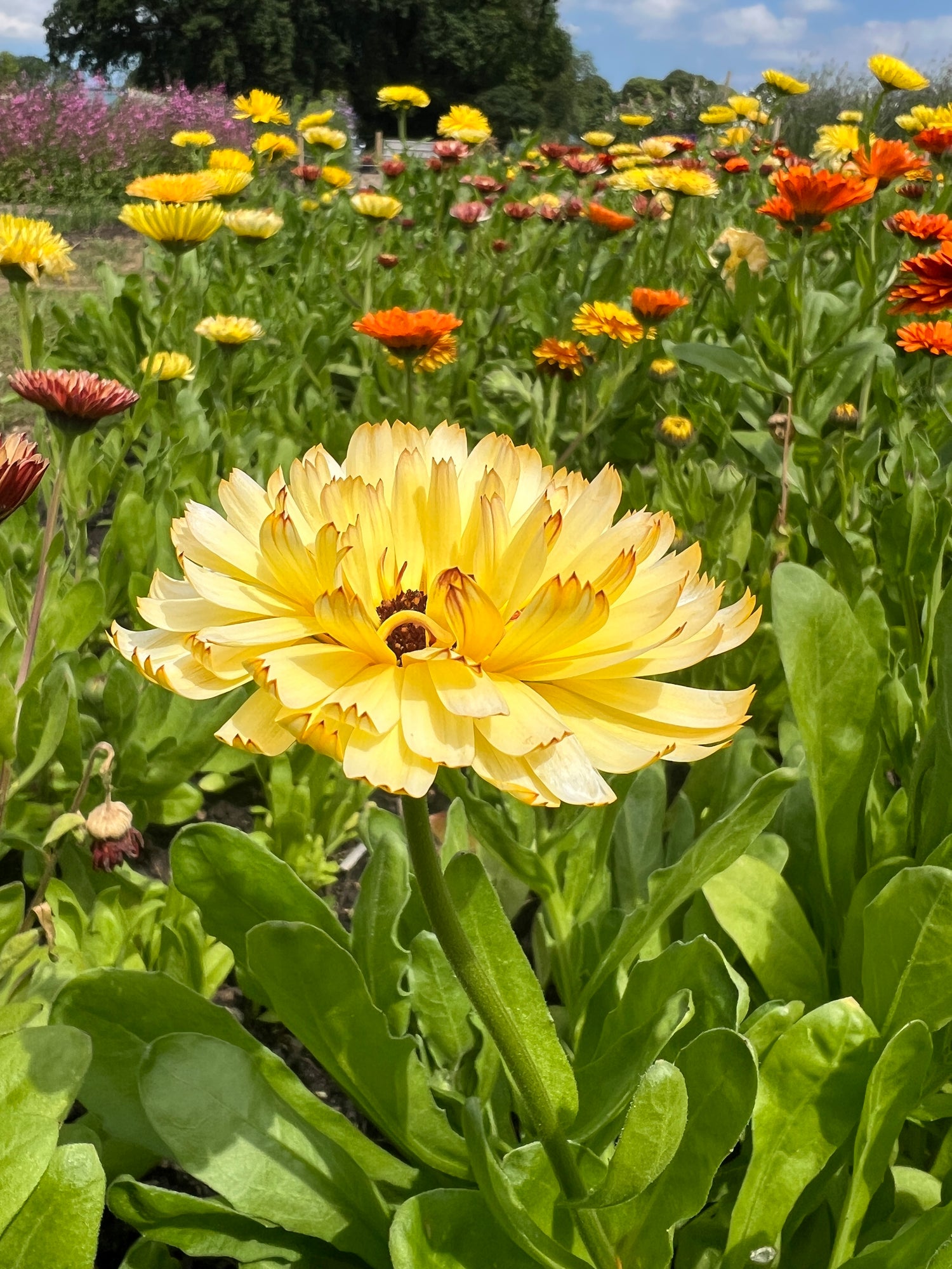 Bright yellow calendula flower with creamy edges surrounded by a colorful field of blooming calendula plants.