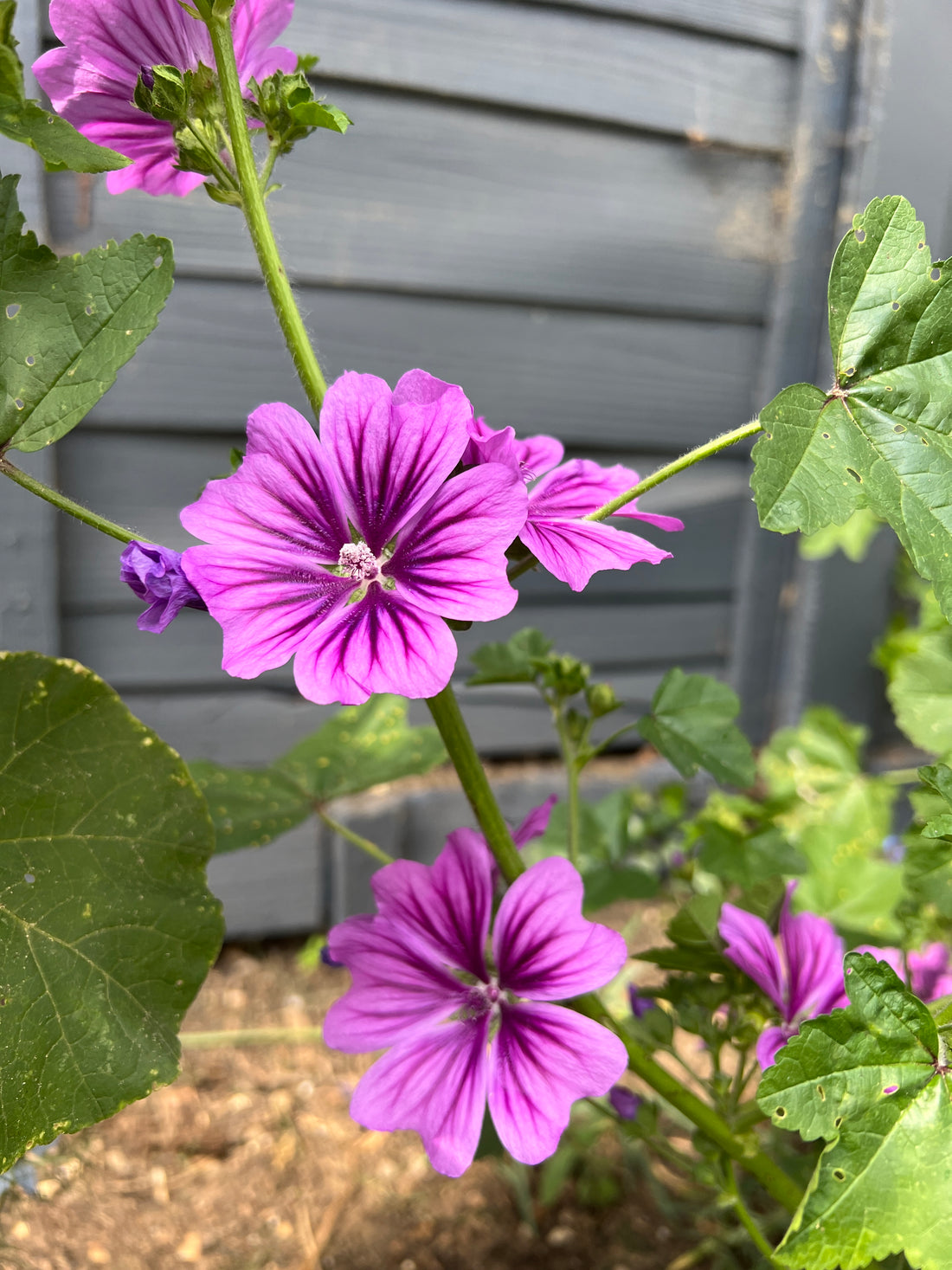 Large silky blooms of Malva Mystic Merlin in vibrant shades of purple against a rustic background.