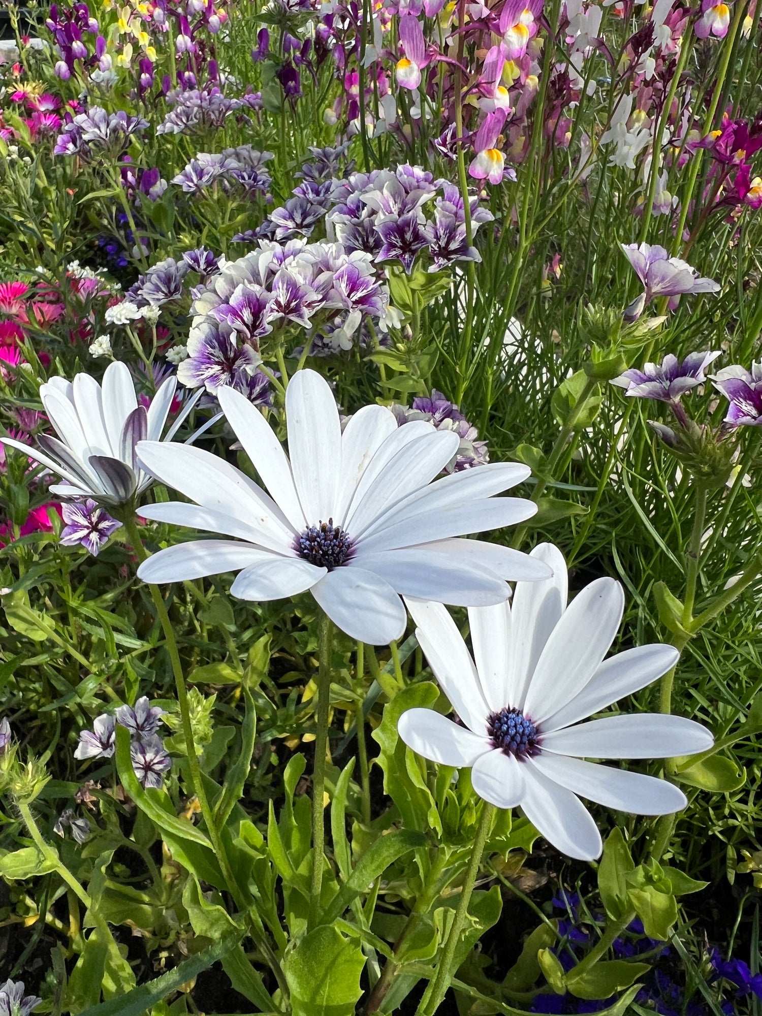 Osteospermum Sky and Ice - African Daisy