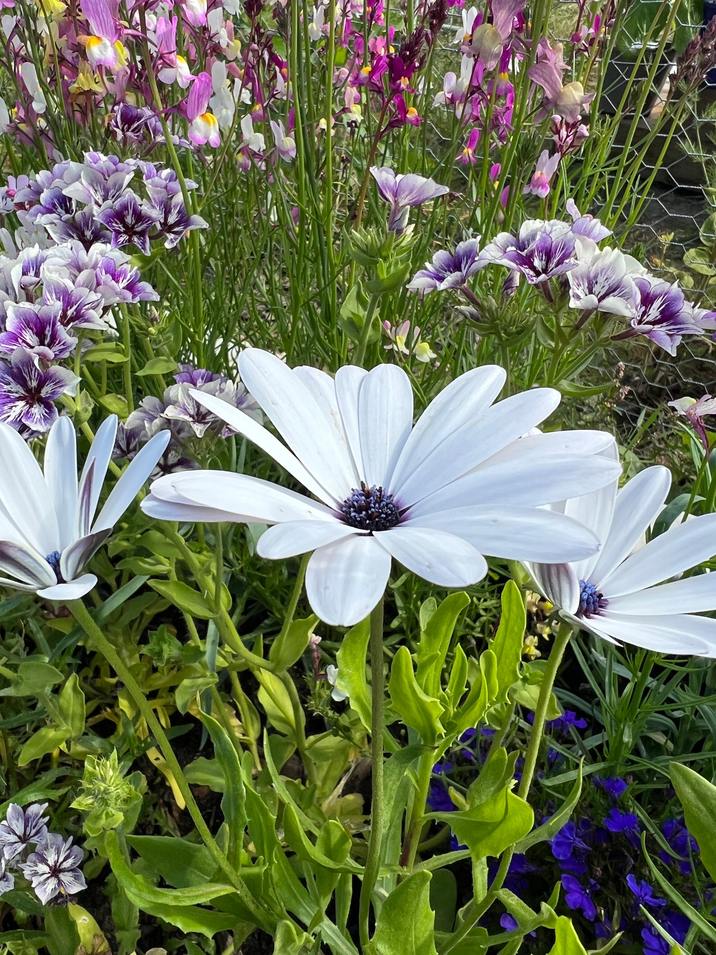 Osteospermum Sky and Ice - African Daisy