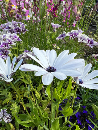 Osteospermum Sky and Ice - African Daisy