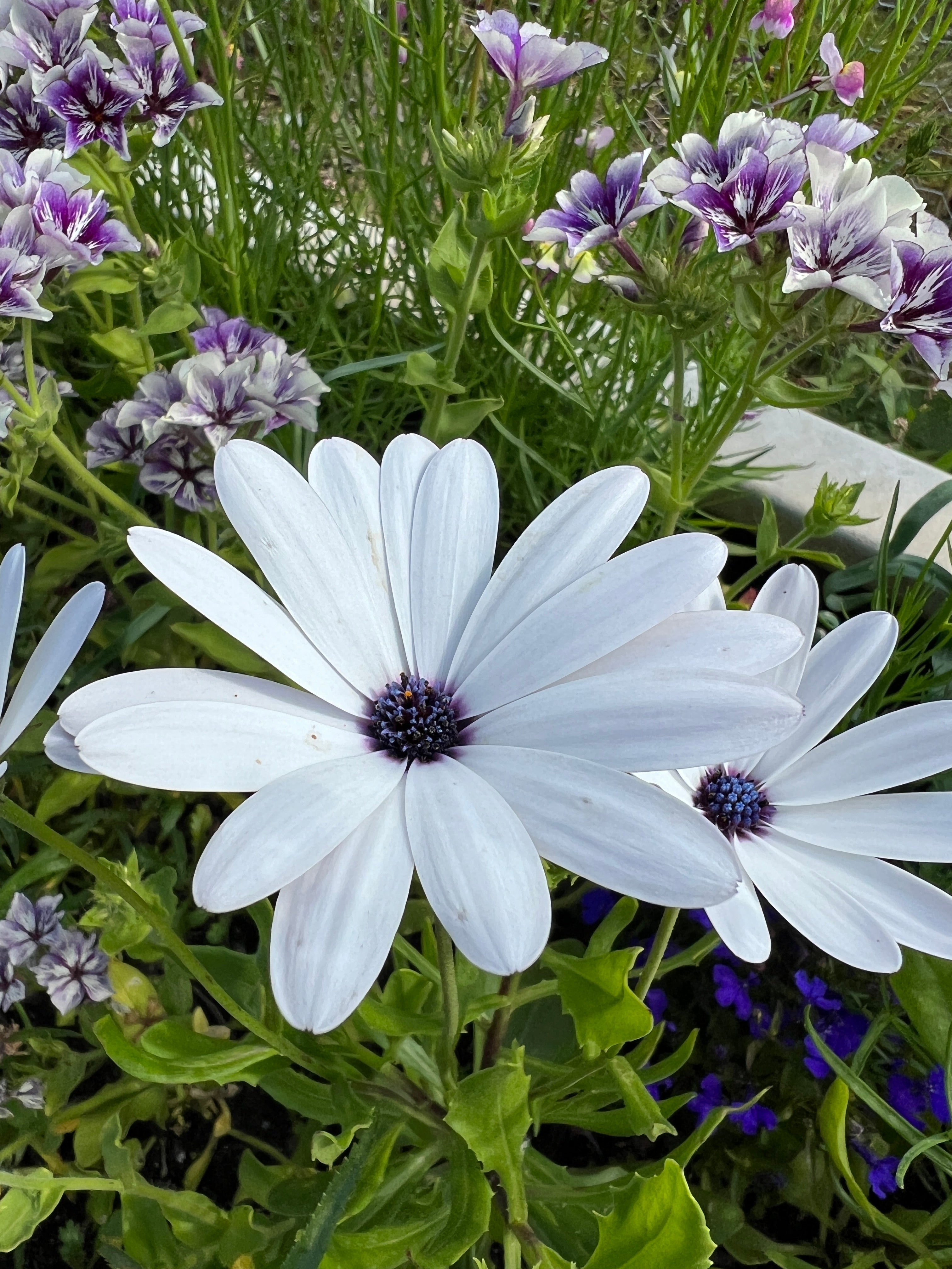 Osteospermum Sky and Ice - African Daisy