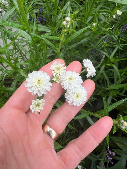 Hand holding small white double flowers of Achillea ptarmica Marshmallow with green garden foliage in the background.