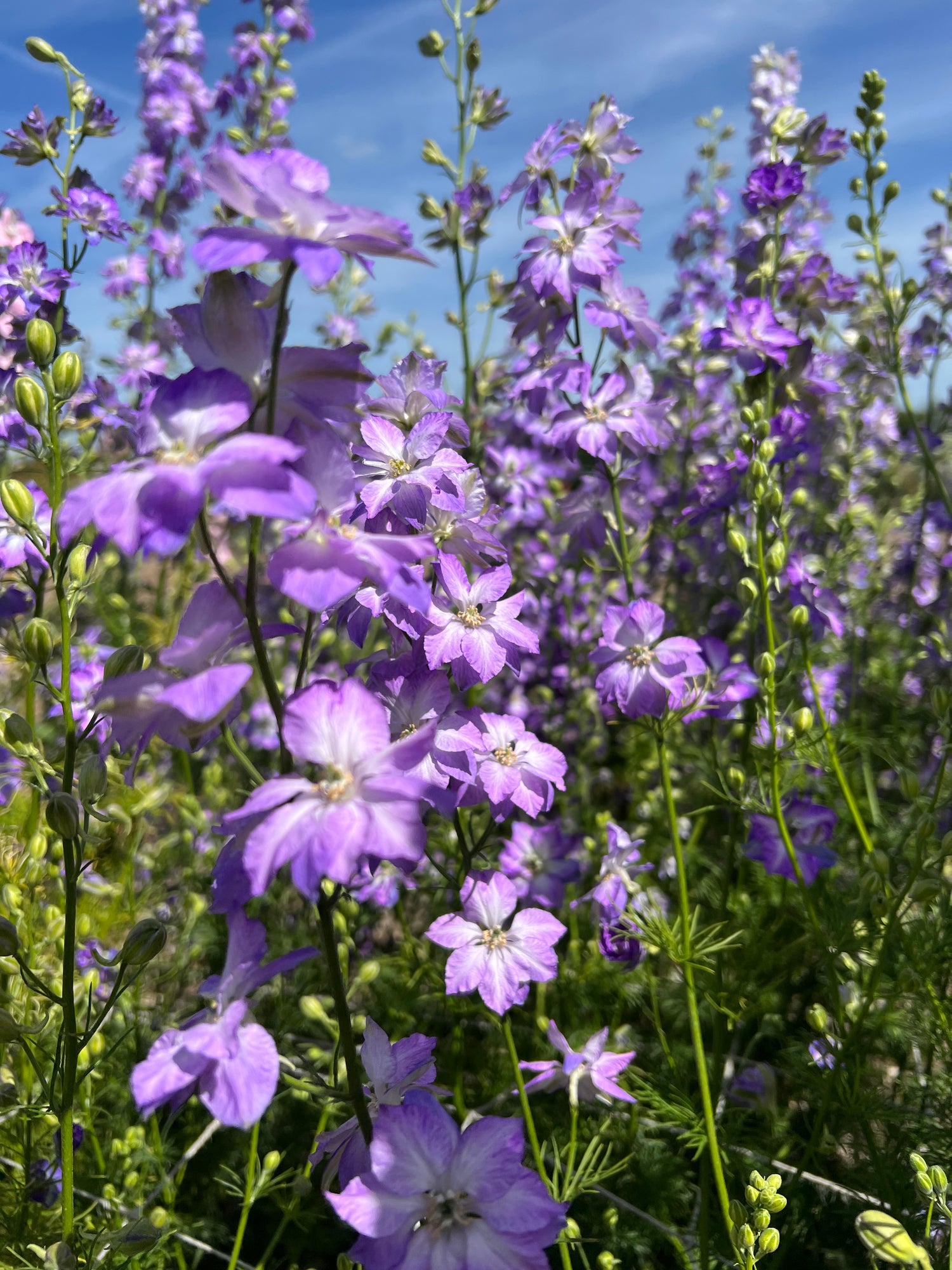 Larkspur Fancy Purple Picotee flowers in full bloom, showcasing vibrant purple and white hues against a sunny sky.