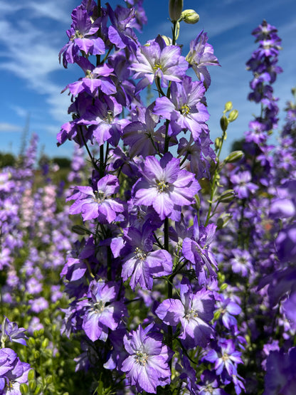 Larkspur Fancy Purple Picotee flowers in bloom, showcasing vibrant purple and blue petals with delicate white highlights.