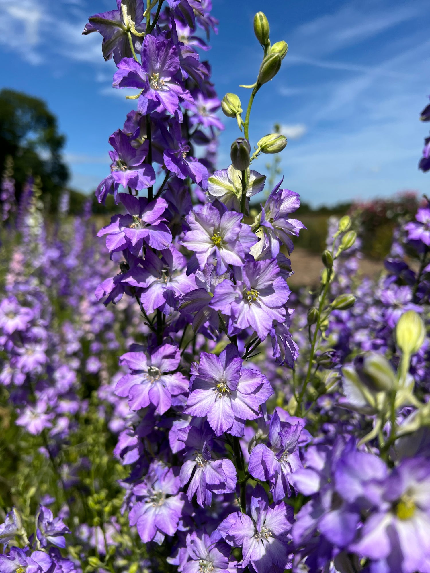 Gorgeous Larkspur Fancy Purple Picotee flowers in full bloom, showcasing vibrant purple and blue hues under a clear sky.