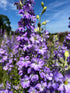 Gorgeous Larkspur Fancy Purple Picotee flowers in full bloom, showcasing vibrant purple and blue hues under a clear sky.