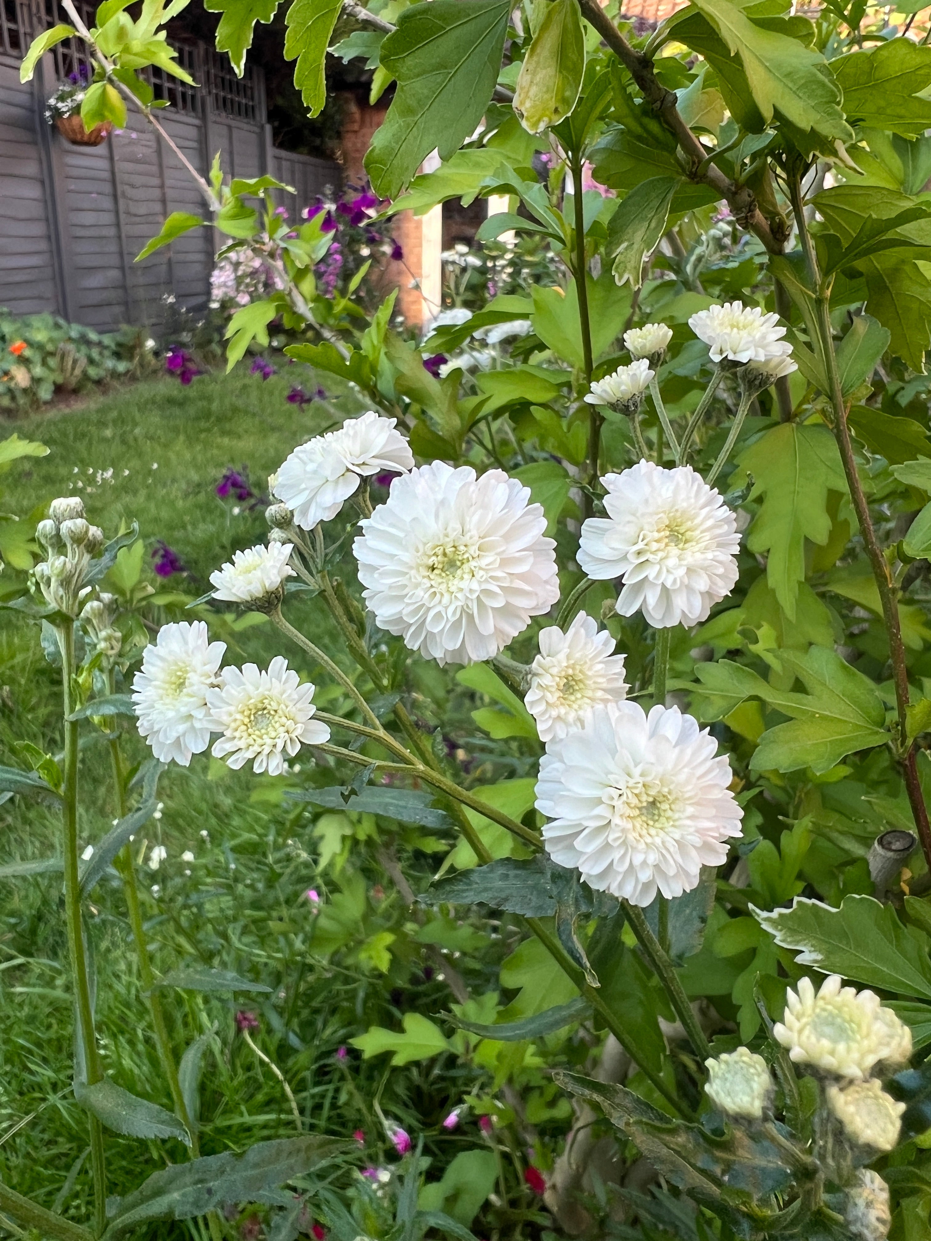 clusters of white double flowers on green foliage in a garden setting, perfect for cottage and pollinator-friendly gardens