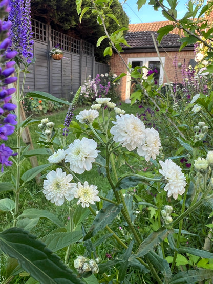 Compact Achillea ptarmica plant with white double flowers in a garden setting, surrounded by greenery and colorful blooms.