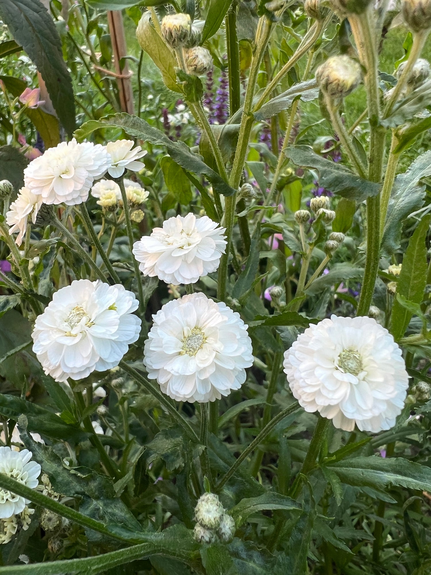 White double flowers of Achillea ptarmica Marshmallow on lush green foliage in a garden setting.