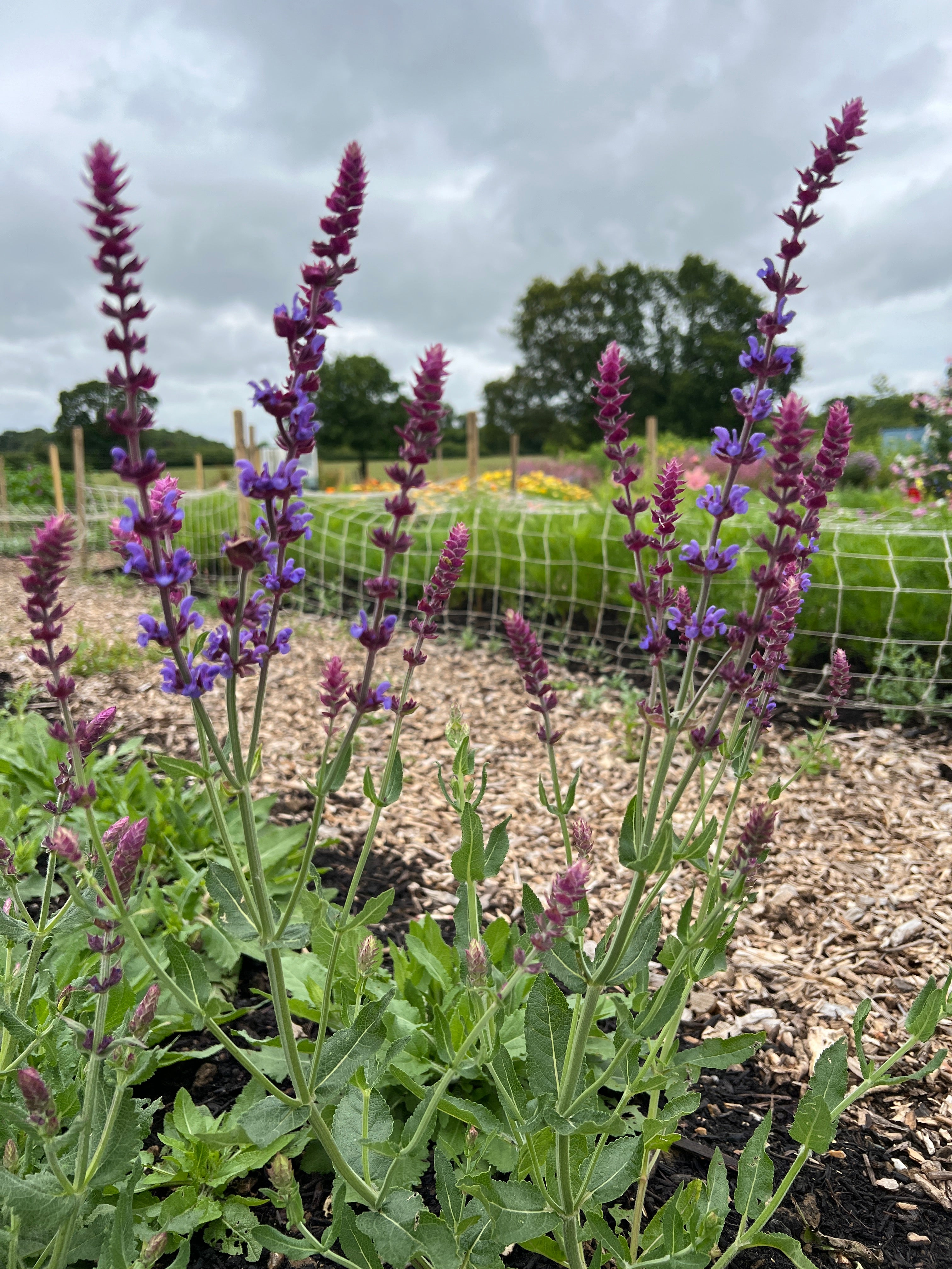 Vibrant Salvia Violet Queen with deep purple flowers in a garden, attracting pollinators and showcasing its hardy nature.