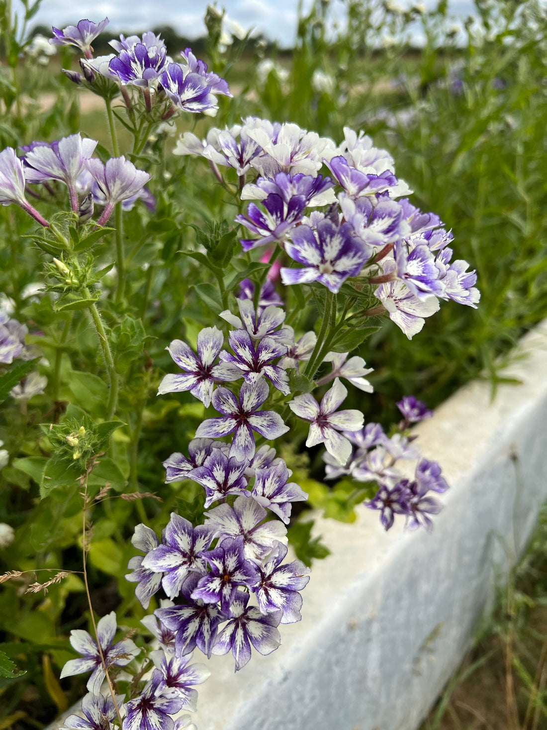 Phlox Sugar Stars