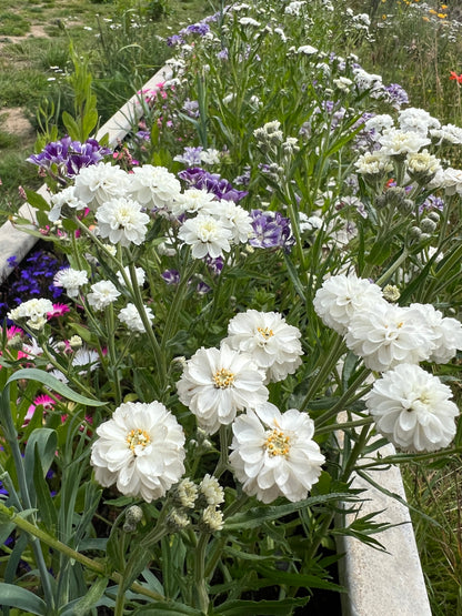 Beautiful Achillea ptarmica flowers with white double blooms and dark green foliage in a vibrant garden setting.