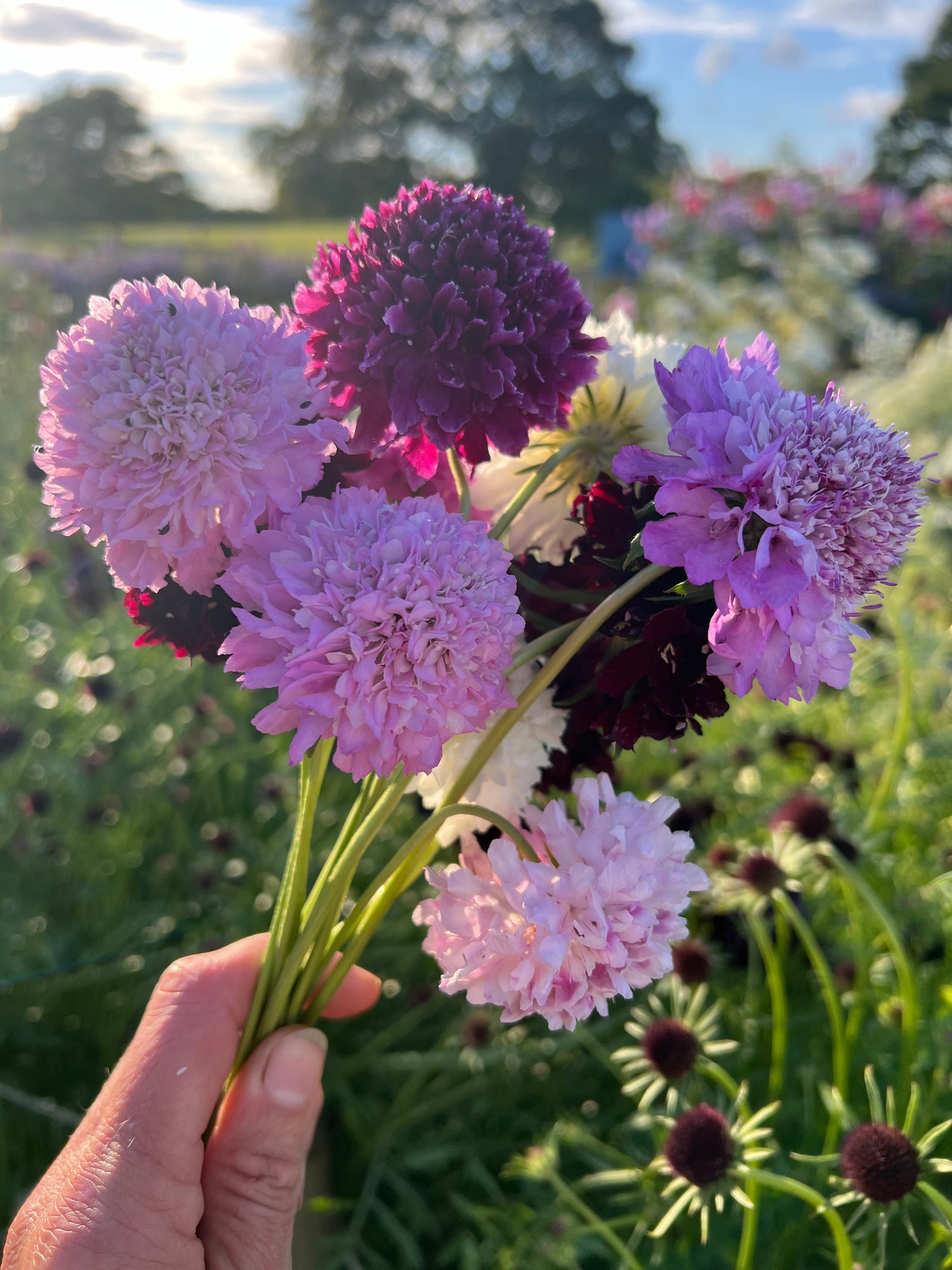 Scabious Imperial Mix