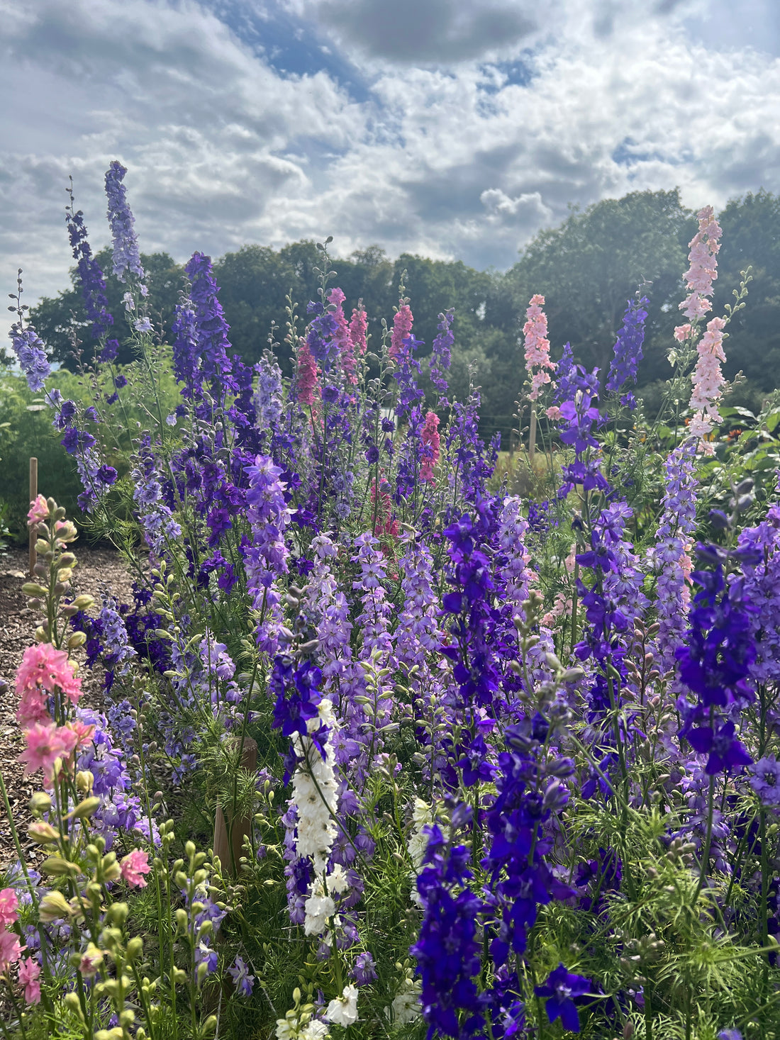 Larkspur Giant Imperial Mix
