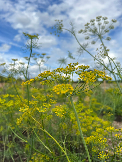 Dill Bouquet Anethum graveolens