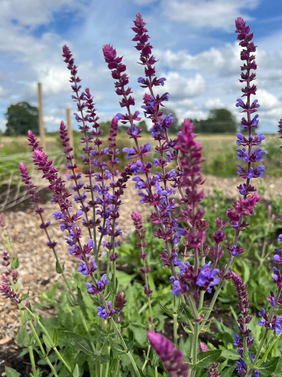 Deep purple-violet spires of Salvia Violet Queen flowers thriving in a garden setting, attracting pollinators.