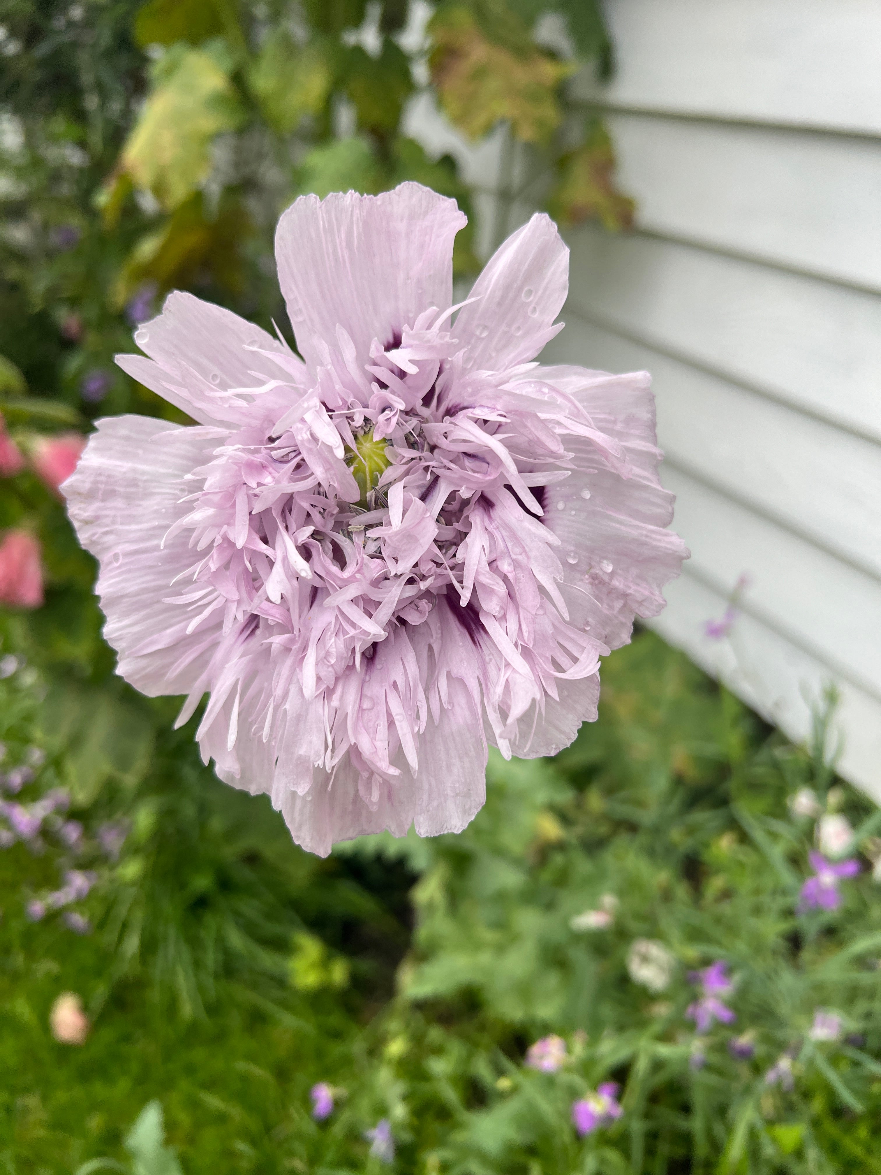 Poppy Lilac Pom Pom