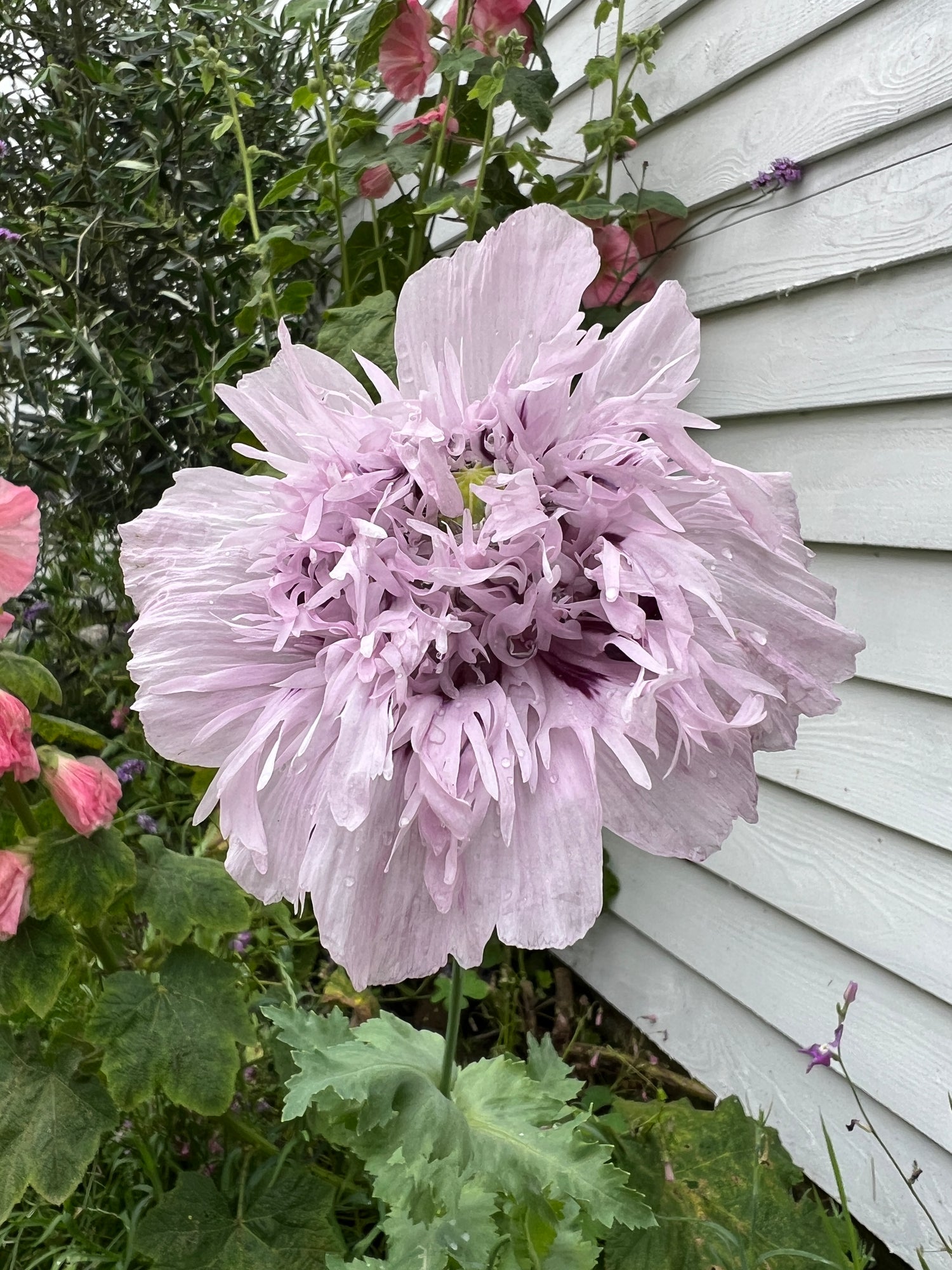 Poppy Lilac Pom Pom