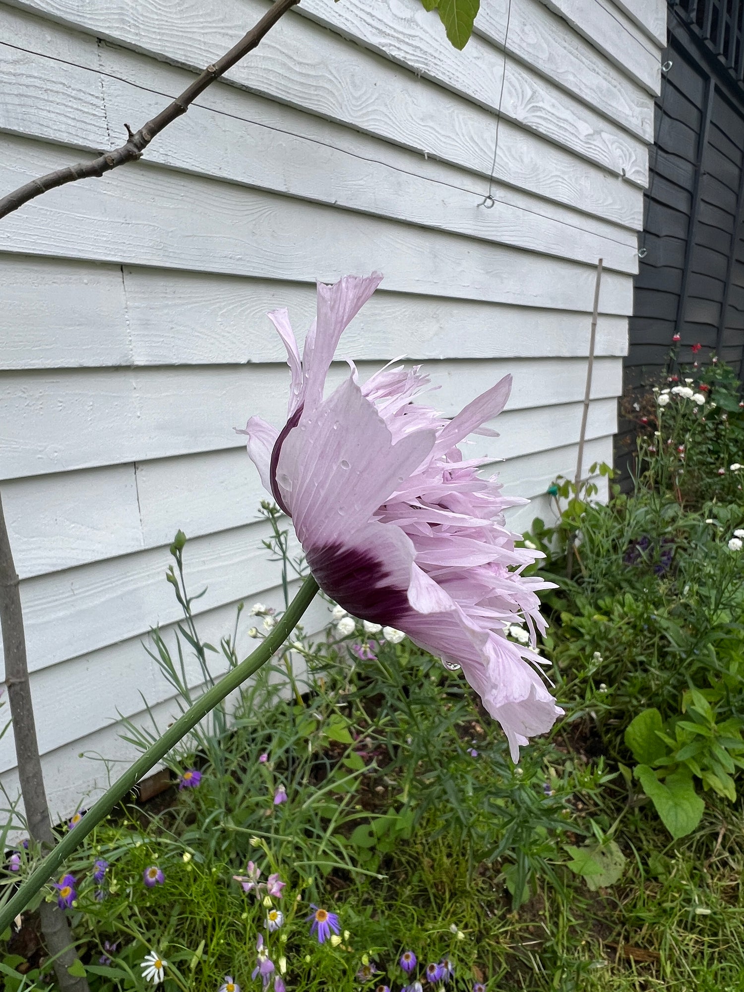 Poppy Lilac Pom Pom