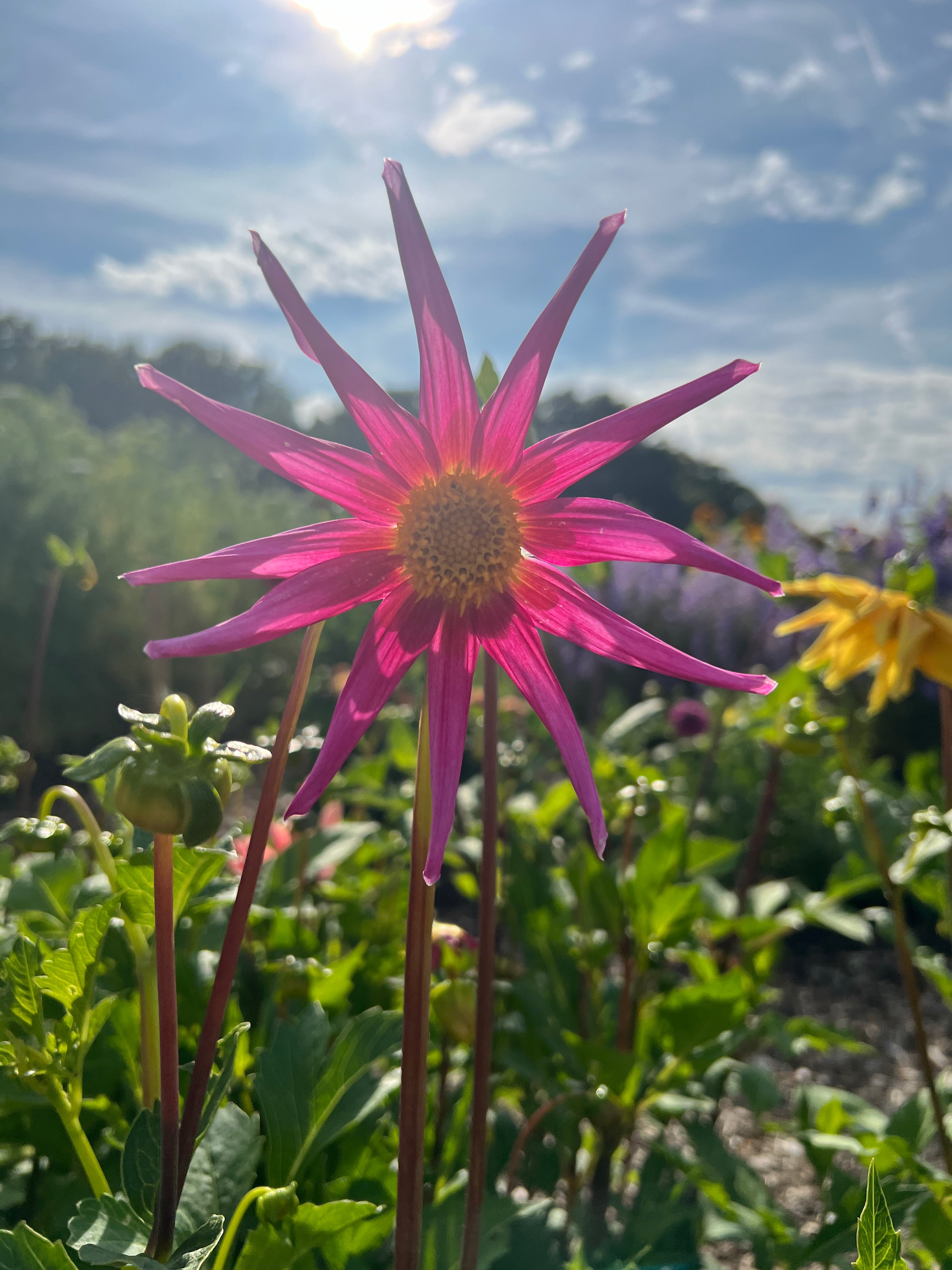 Vibrant pink cactus dahlia flower against a sunny garden backdrop, showcasing its unique spiky petals.