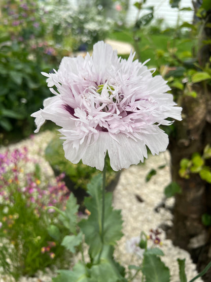 Pale lilac double poppy flower with masses of petals on a tall stem in a garden setting.