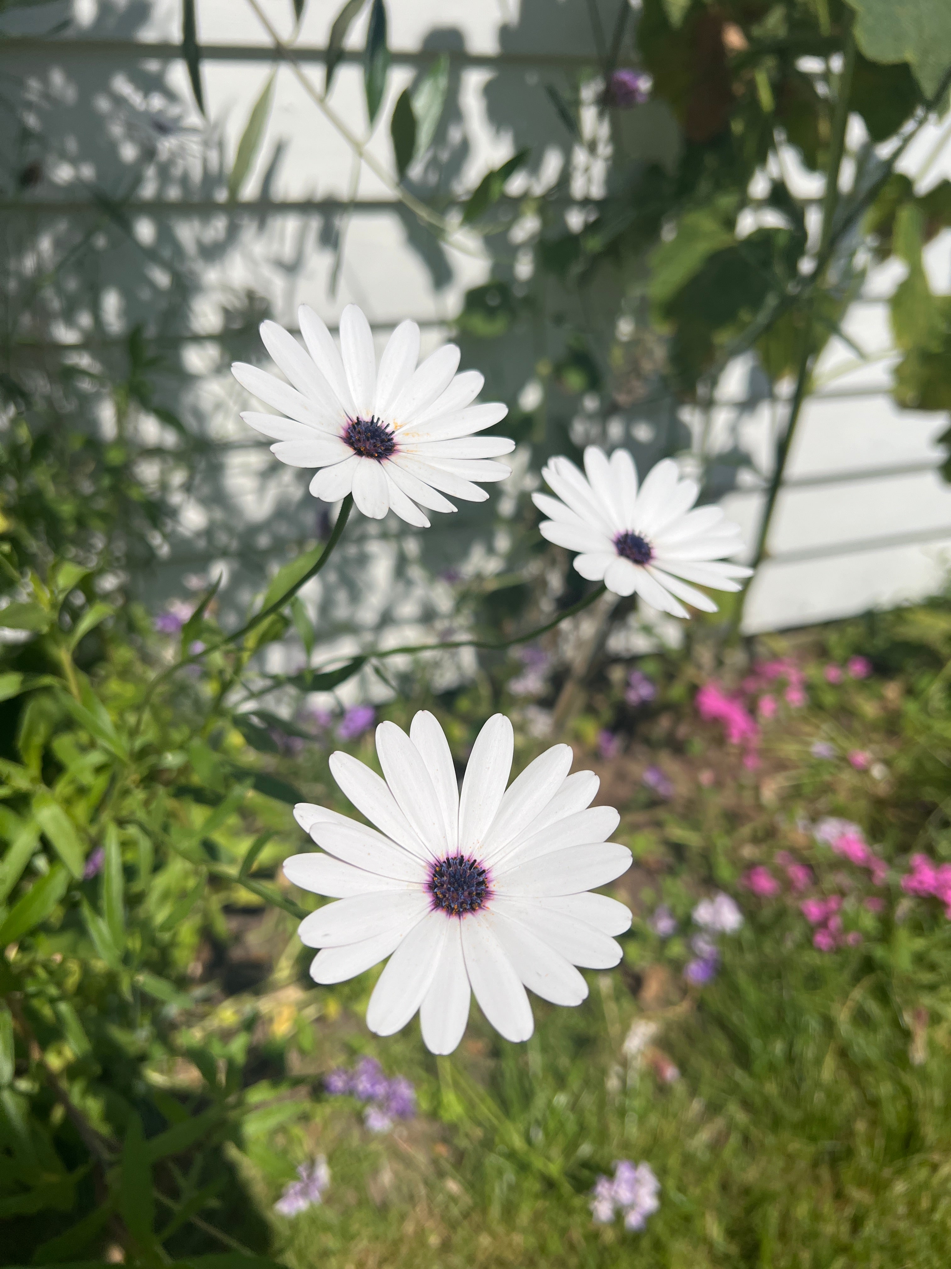 Osteospermum Sky and Ice - African Daisy