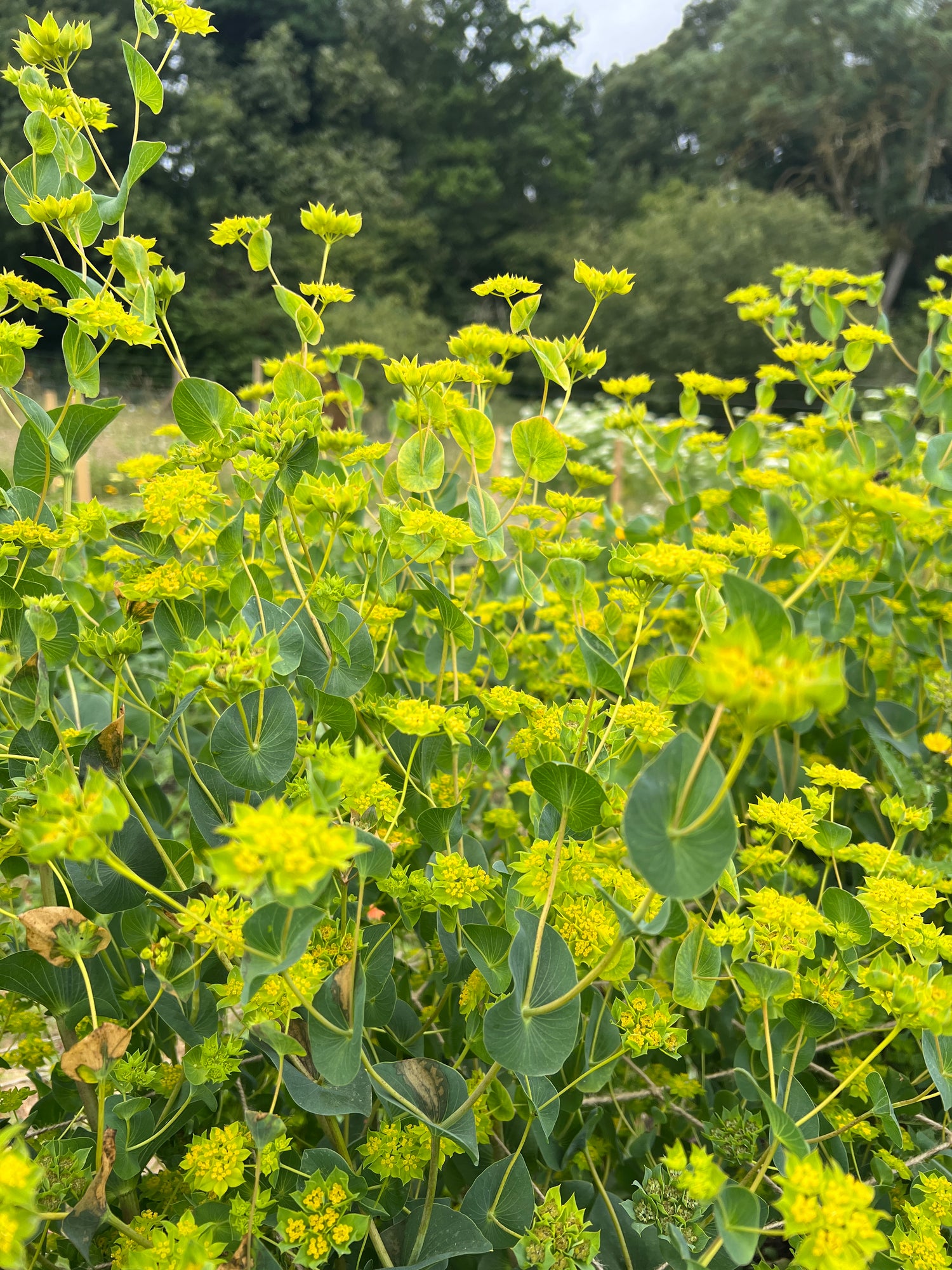 Vibrant greenish-yellow Bupleurum Griffiti flowers thriving in a garden, ideal for fresh bouquets and borders.