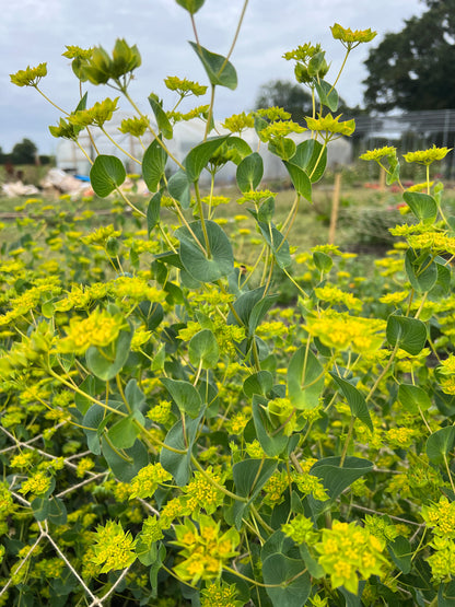 Bupleurum Griffiti with greenish-yellow foliage and flowers, ideal for fresh flower arrangements and borders.