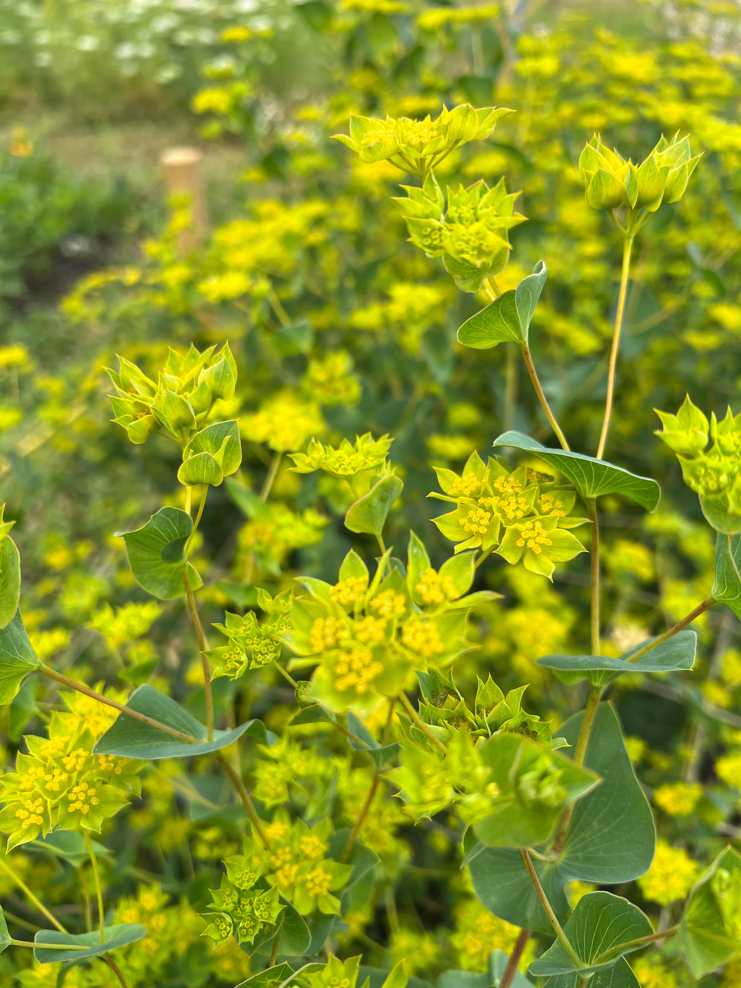 Close-up of Bupleurum Griffiti flowers, showcasing vibrant greenish-yellow foliage ideal for fresh flower arrangements.