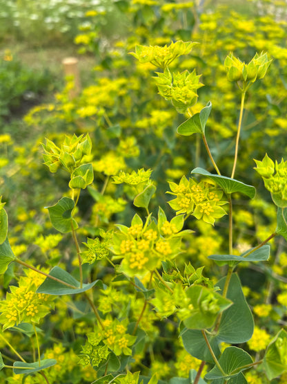 Bupleurum Griffiti