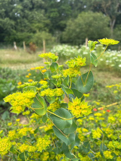 Greenish-yellow Bupleurum Griffiti plant, perfect for flower arrangements and attractive border displays.