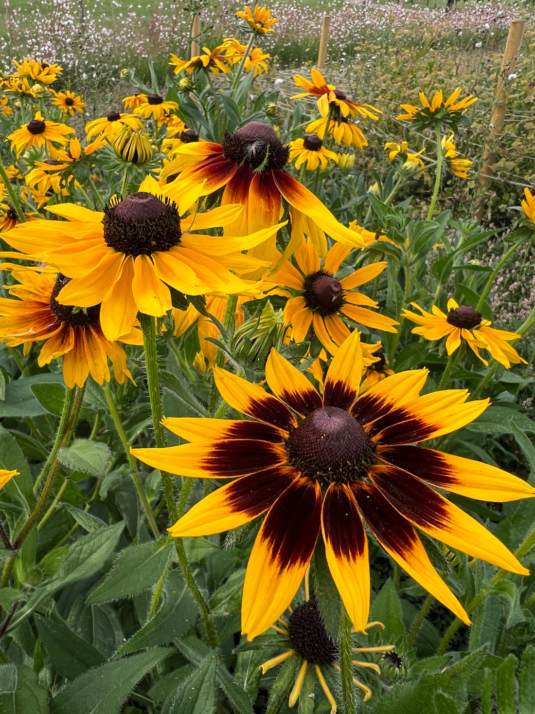 Rudbeckia Autumn Forest